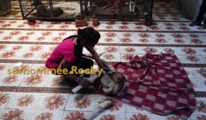 Inde : à la rencontre de Rocky, une chienne rescapée d'un accident de train