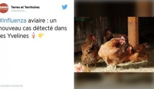 Un deuxième foyer de grippe aviaire dans une animalerie des Yvelines