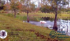 Il saute à l'eau pour sauver un chiot de la gueule d'un alligator