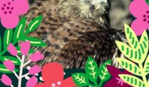 Brèves de nature sauvage à Paris : Le faucon crécerelle