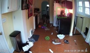 Quand ton chien allume le four...  et met le feu à la maison