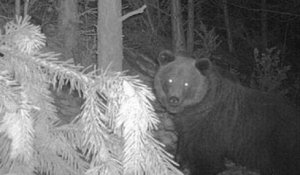 L'ourse Sarousse, introduite en 2006 dans les Pyrénées françaises, abattue par un chasseur côté espagnol
