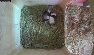 Deux bébés pandas ouvrent les yeux pour la première fois