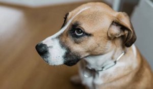 Crier après votre chien peut avoir des effets négatifs à long terme, selon une étude