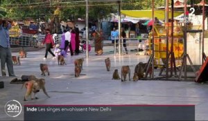 Inde : les singes ont envahi New Delhi pendant le confinement