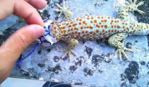 Il aide son gecko en train de muer