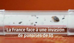 La France face à une invasion de punaises de lit