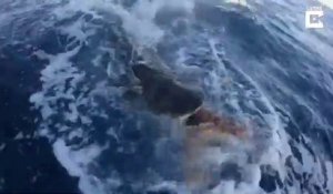Une tortue de mer échappe de justesse à un requin affamé