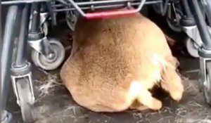 La vidéo d'un chevreuil blessé par des chasseurs jusqu'au parking d'un supermarché indigne