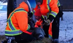 Canada : des habitants se battent pour sauver un cerf qui vient souvent leur rendre visite, revenu vers eux avec une flèche dans la tête