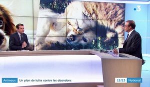 Animaux : le gouvernement annonce un plan de lutte contre les abandons