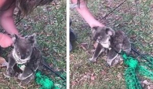 Australie : une femme a délivré un koala qui était pris au piège dans la clôture de son poulailler