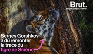 "Les observer dans la nature est pratiquement impossible" : l'histoire derrière la photo d'un tigre de Sibérie