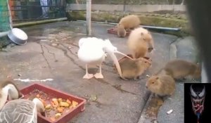 Ce pélican gourmand veut manger un capybara