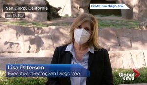 Etats-Unis : Plusieurs gorilles du zoo de San Diego, dans le sud de la Californie testés positifs au coronavirus - Ils ont été placés en quarantaine - VIDEO