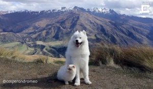 Ce chien et ce chat sont les meilleurs amis du monde