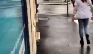 Un cerf se retrouve en gare de chantilly pour fuir une chasse à courre
