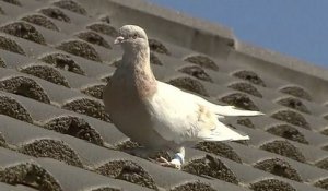 L'Australie envisage d'euthanasier un pigeon venu d'Amérique car il n'a pas respecté la quarantaine obligatoire
