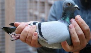Un pigeon venu des Etats Unis va être euthanasié pour avoir enfreint les règles d'entrée en Australie