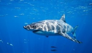 Selon une étude, la population de requins et de raies a chuté de 70% en l'espace de 50 ans