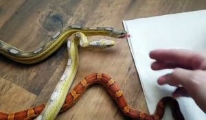 L'heure du repas pour ces 3 serpents adorables