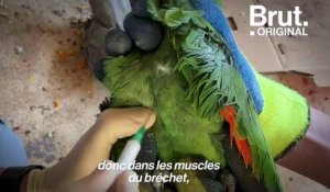 Dans les zoos de France, des milliers d'oiseaux se font vacciner face au retour de la grippe aviaire