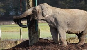 Ancien animal de cirque, cette éléphante n'a pas croisé un seul de ces congénères depuis vingt ans...