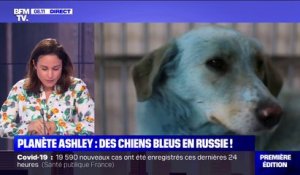 Le mystère des chiens bleus, errants sur une route en Russie