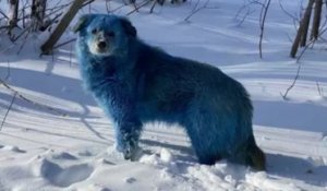 Le mystère des chiens bleus aperçus en russie