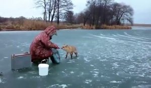 Un renard adorable vient demander du poisson à des pecheurs