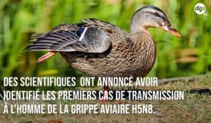 Premiers cas de transmission de la grippe aviaire H5N8 à l’Homme détectés en Russie