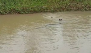 2 chiens poursuivent un énorme python dans l'eau... même pas peur