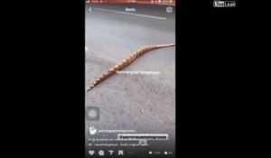 Un énorme python traverse la route au brésil