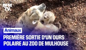Première sortie d'un ours polaire au zoo de Mulhouse