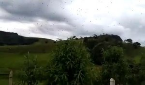 Des milliers d'araignées filmées dans le ciel brésilien...