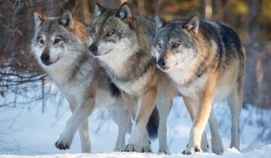 Wisconsin : la chasse au loup interrompue après l'abattage de 216 animaux en trois jours