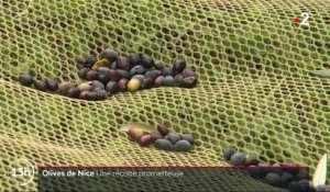 Agriculture : une récolte prometteuse pour l’huile d’olive de Nice