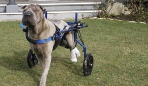 Une chienne, privée de l'usage de ses pattes arrière, peut se déplacer grâce à un chariot