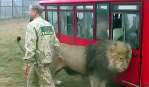 Des touristes russes s'approchent de  lions... même pas peur