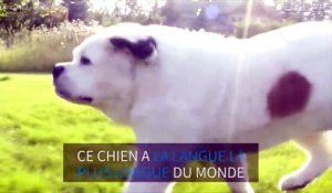 Ce chien a la langue la plus longue du monde