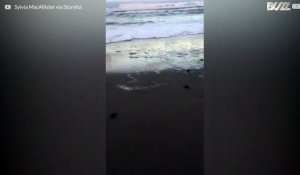 Course de bébés tortues vers la mer en Floride