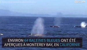 Rare : un grand nombre de baleines bleues aperçues en Californie