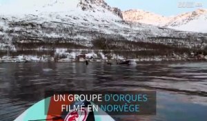 Des adeptes de stand up paddle se retrouvent face à des orques en Norvège