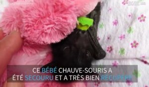 Un bébé chauve-souris secouru en Australie