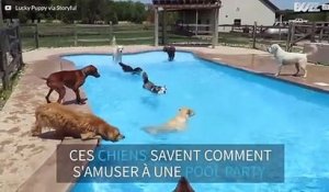 Des dizaines de chien organisent une pool party