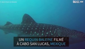 Un requin baleine aperçu au Mexique