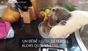 Cet adorable koala se détend, alors qu'il va être pesé