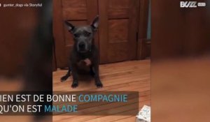 Quand son maître est enrhumé, ce chien lui apporte des mouchoirs