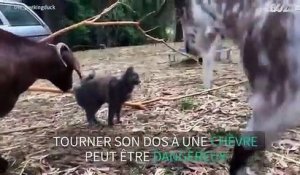 Quand Un Chatte Passe Une Echographie Voici Ce Que Ca Donne Sur Orange Videos