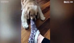 La passion de ce chien? Voler les chaussettes à même vos pieds!
